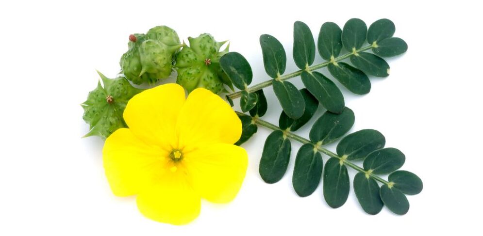 Tribulus Urotrin