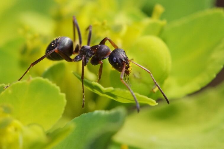Ants against inflammation of prostate